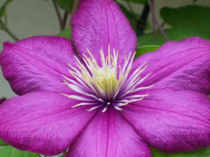 Clematis