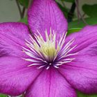 Clematis