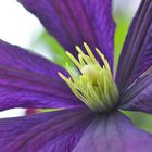 Clematis