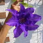 Clematis