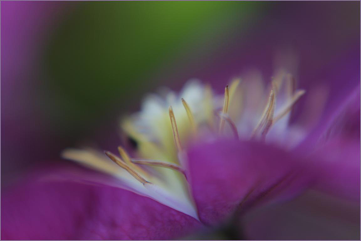 Clematis