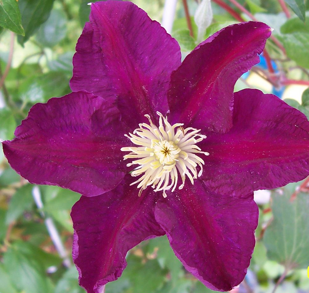 Clematis