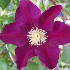 Clematis