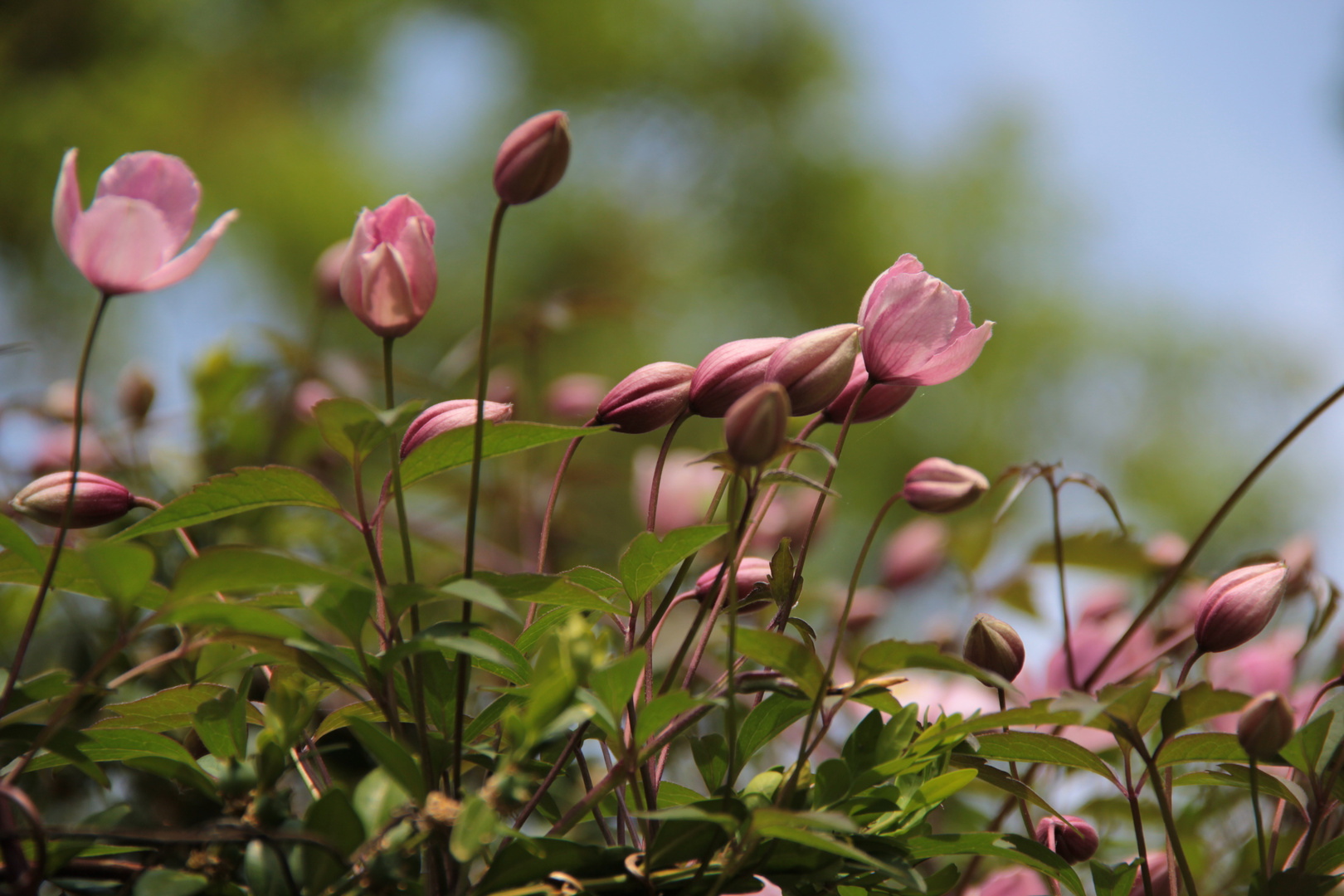 Clematis