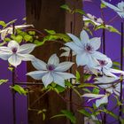 Clematis