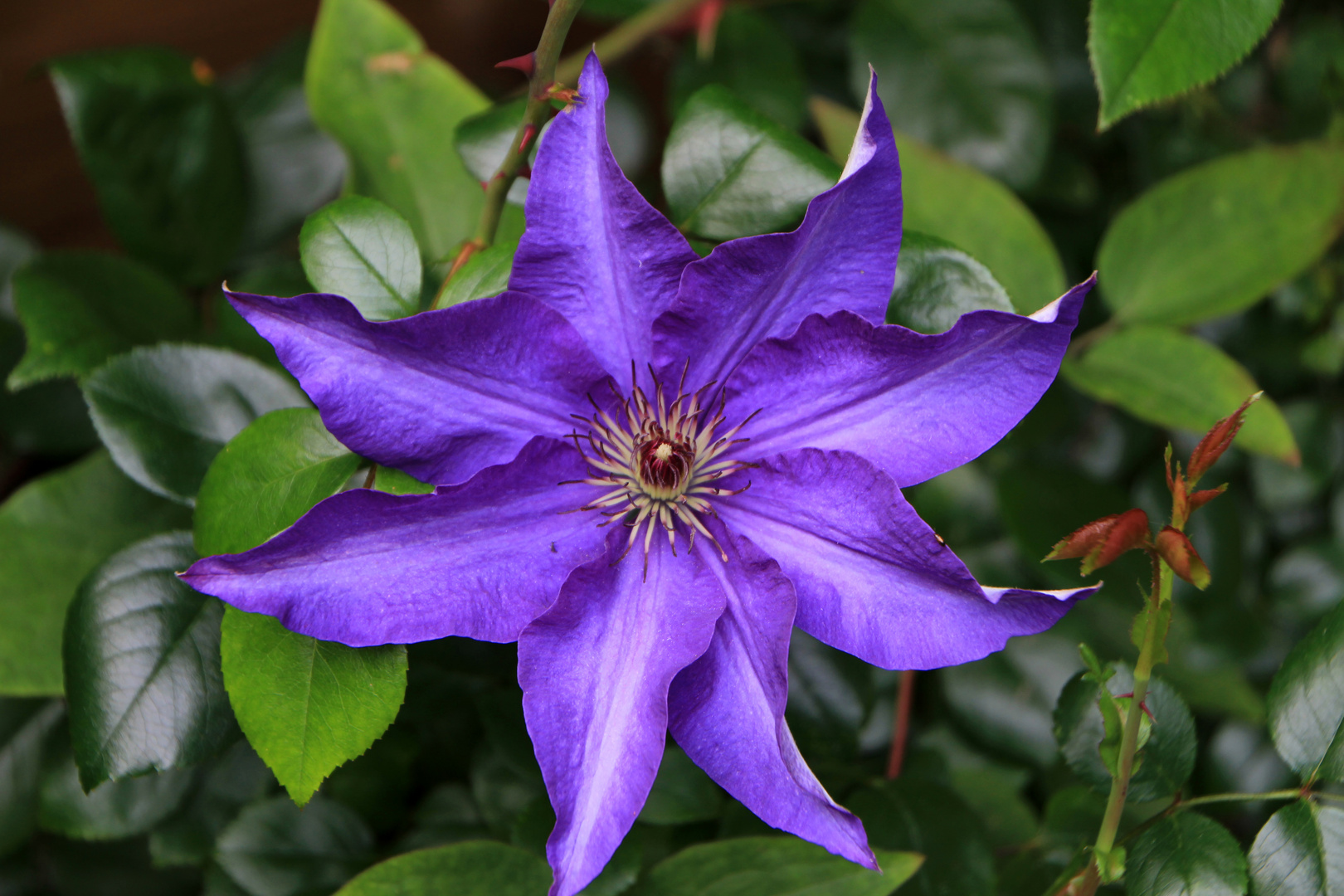 *Clematis*