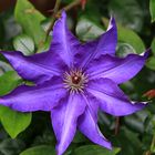 *Clematis*