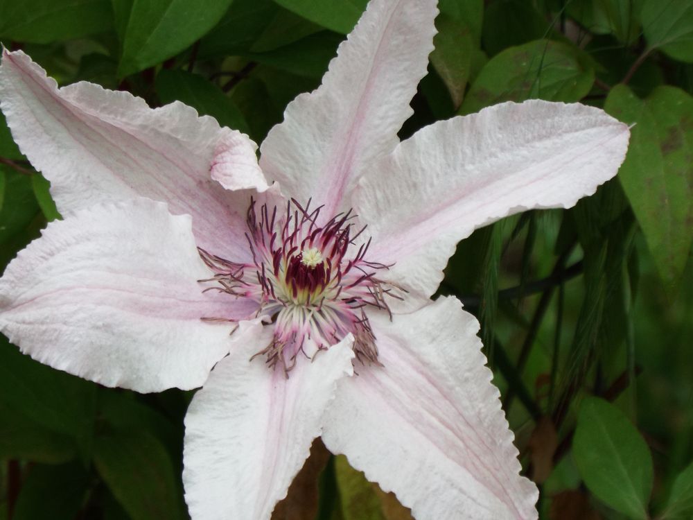 CLEMATIS Foto & Bild | natur, pflanzen, blüten Bilder auf fotocommunity