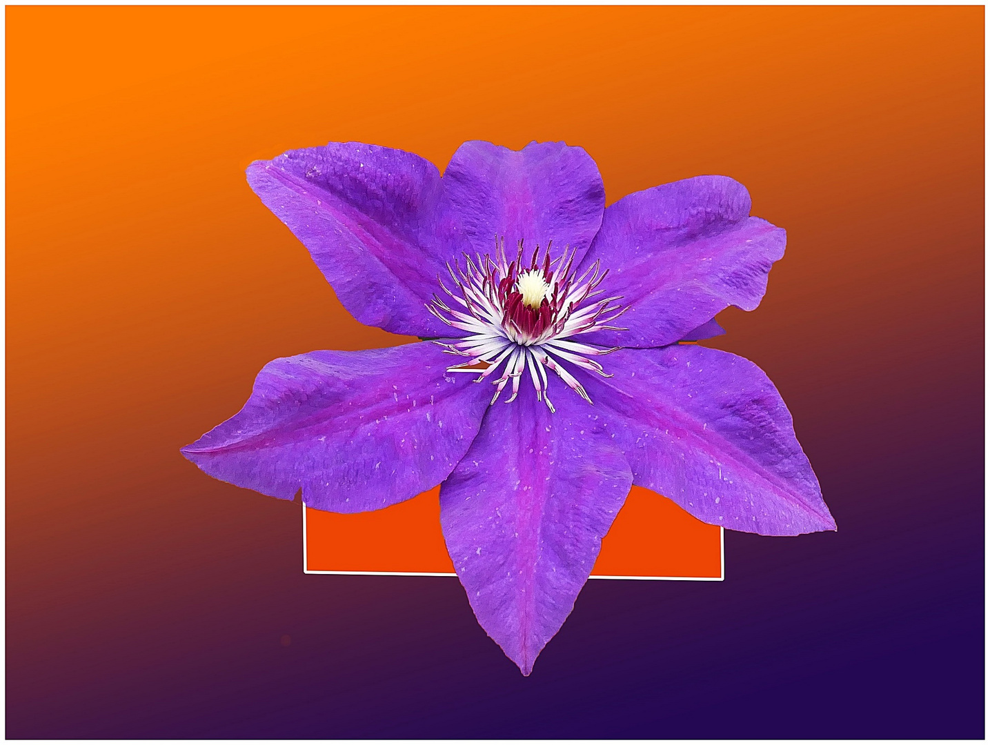 Clematis