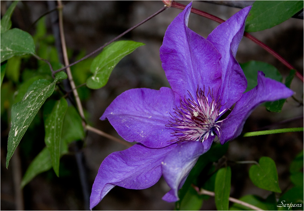 Clematis