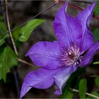 Clematis