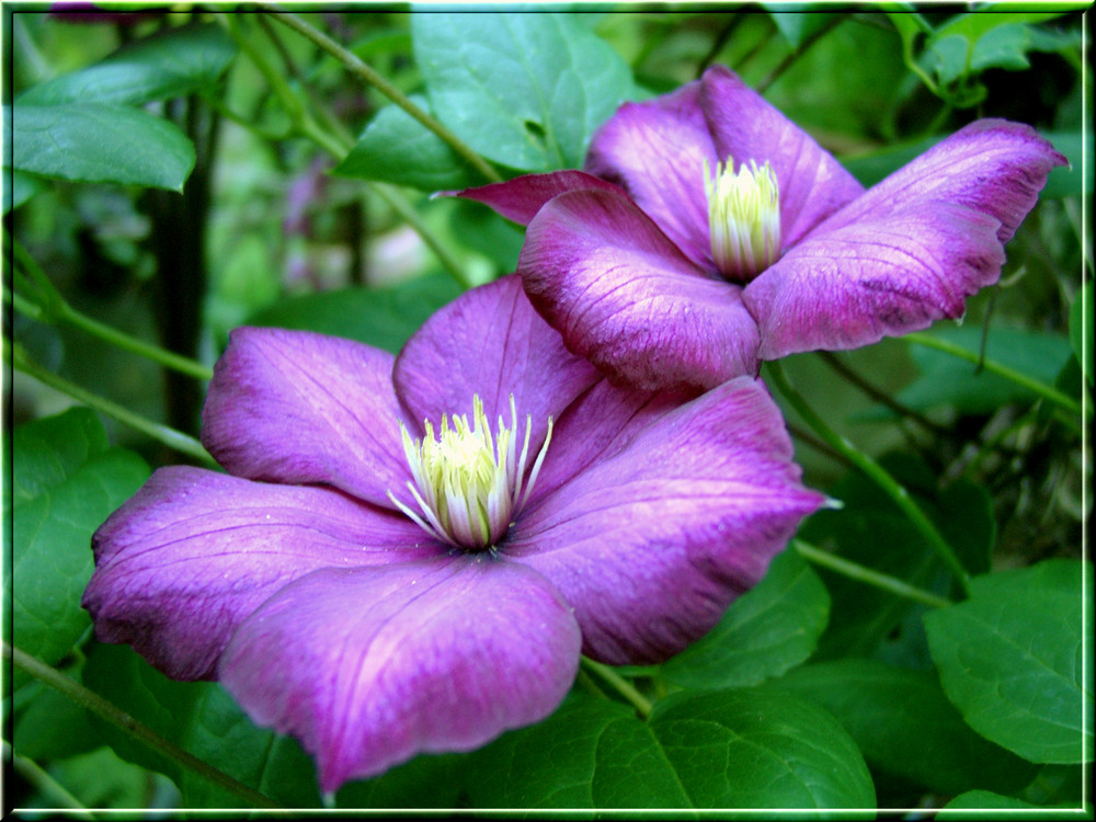 Clematis