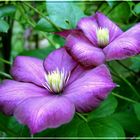 Clematis