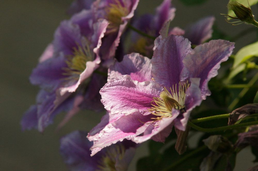 Clematis