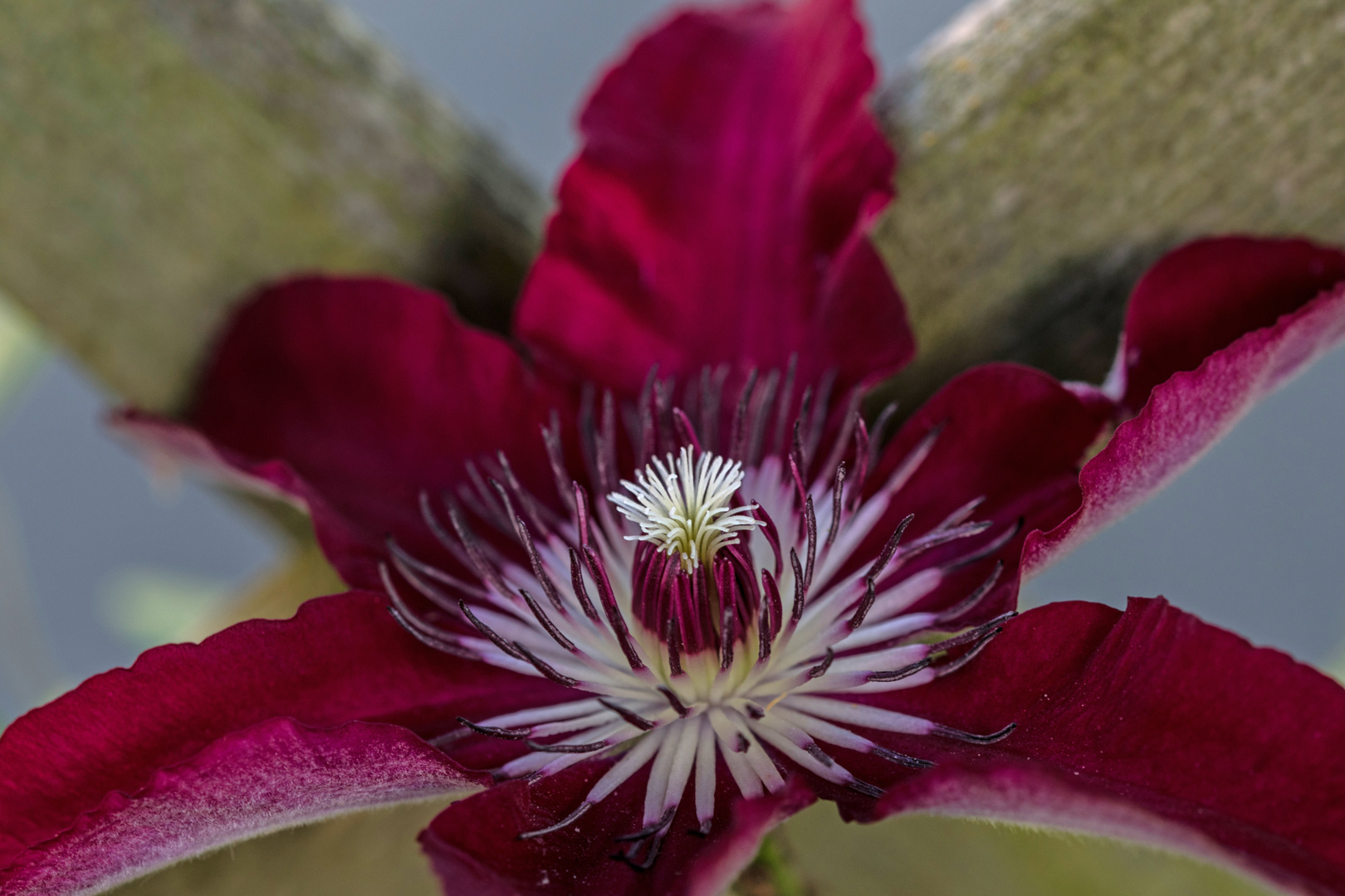 Clematis