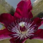 Clematis