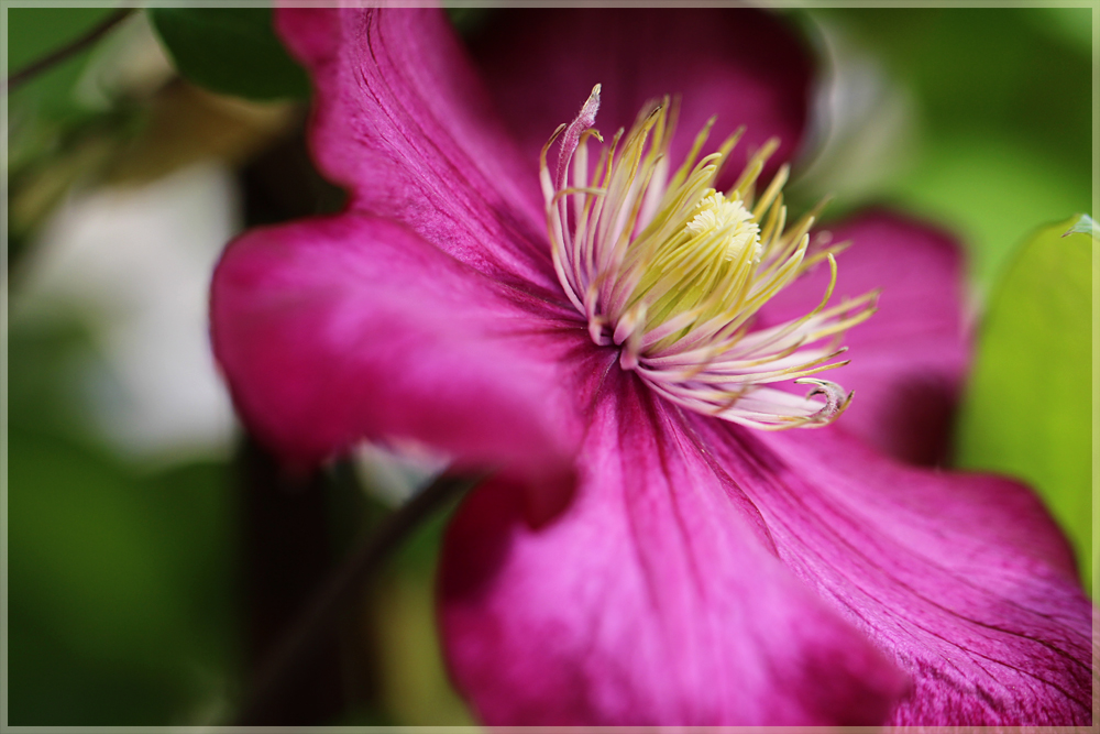 Clematis