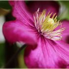 Clematis