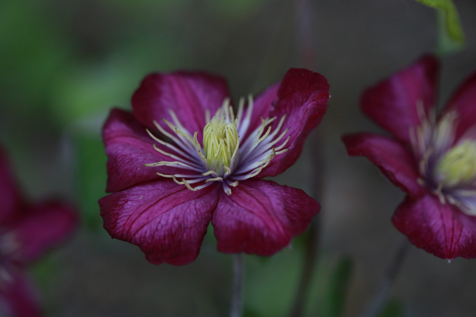 Clematis