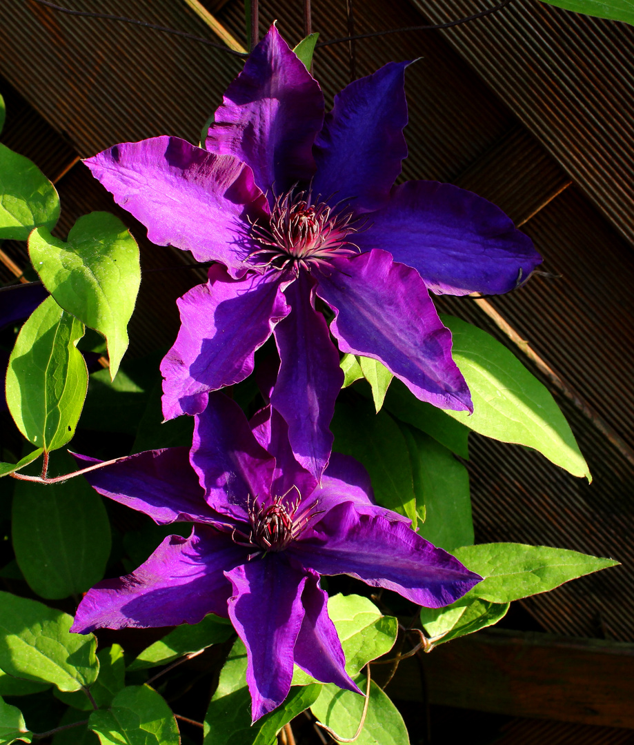 Clematis