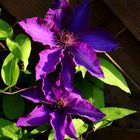 Clematis