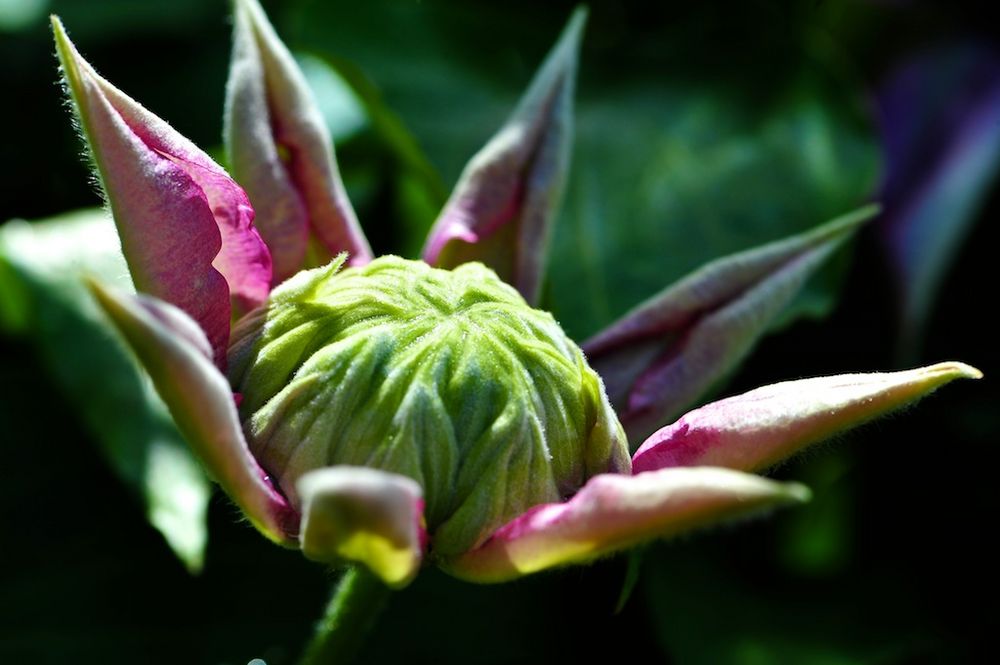 Clematis