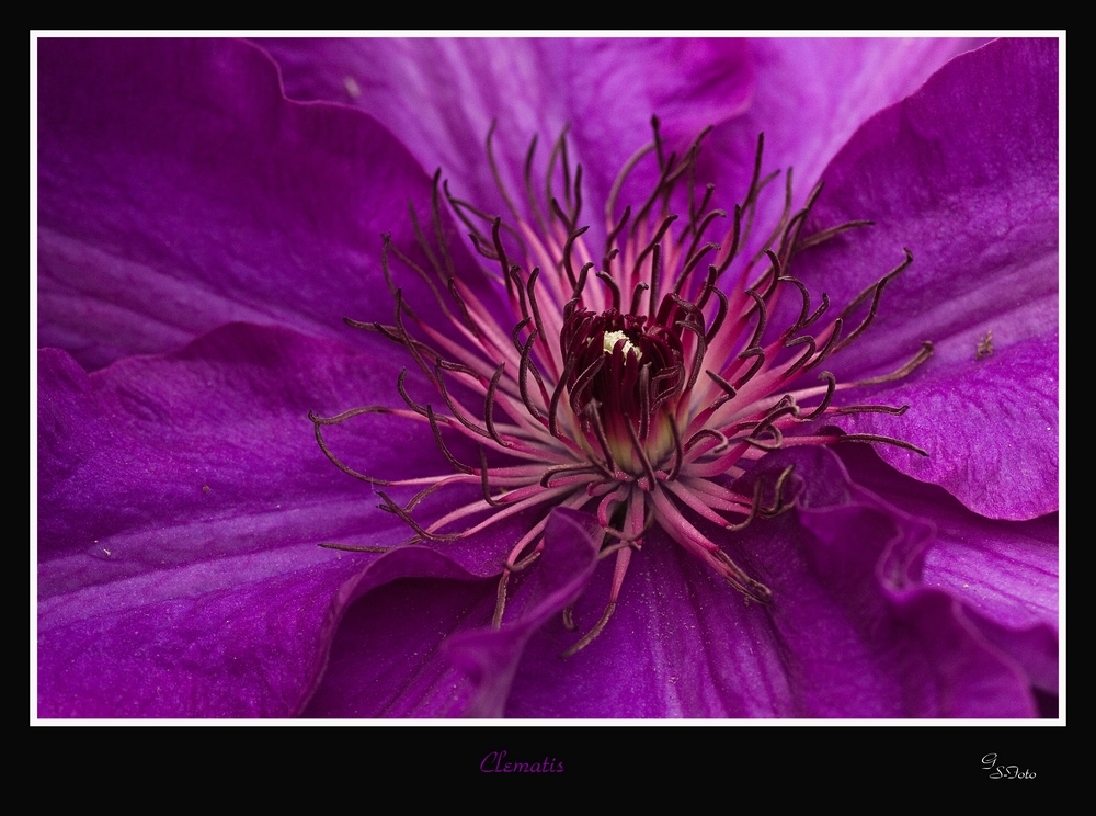 Clematis