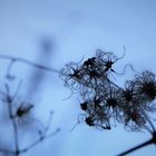 Clematis