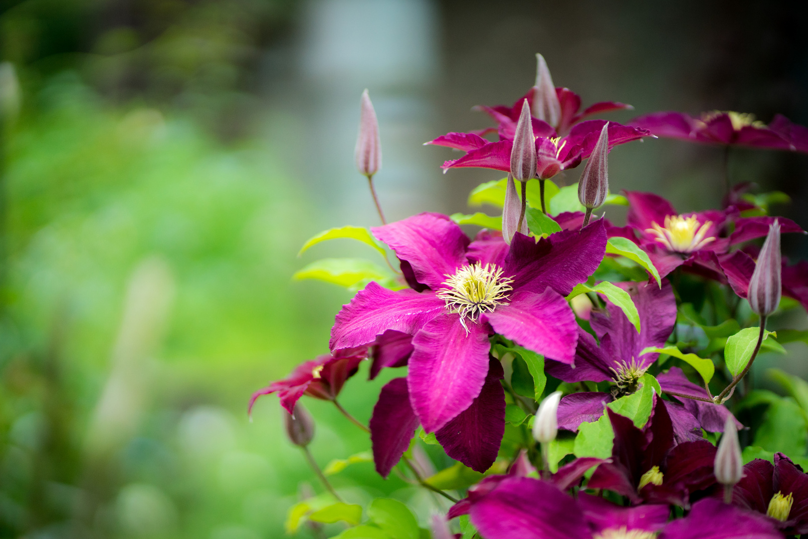 Clematis