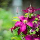 Clematis