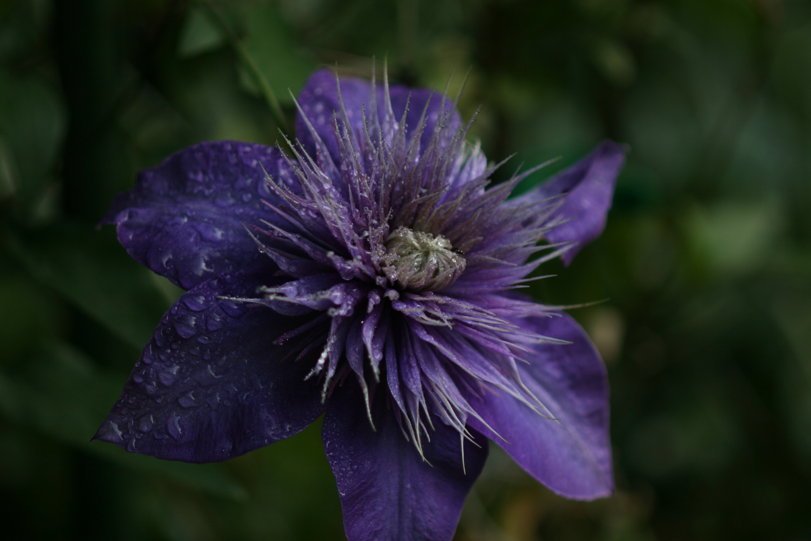 Clematis