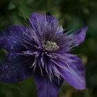 Clematis