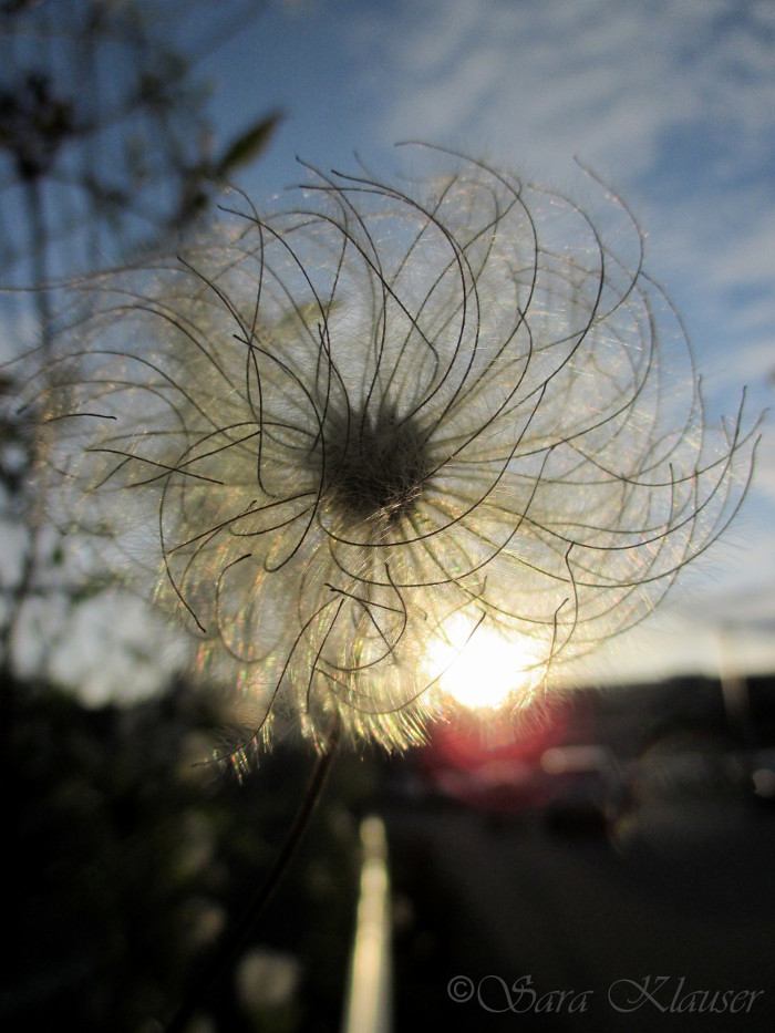 Clematis