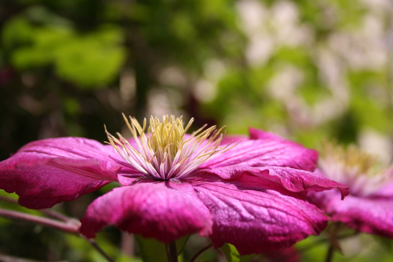 Clematis