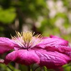 Clematis