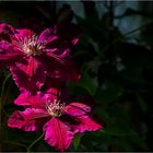 Clematis