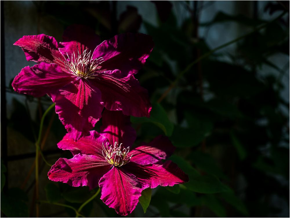 Clematis