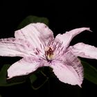 Clematis 6