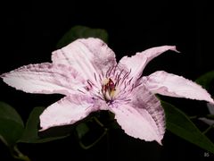 Clematis 6