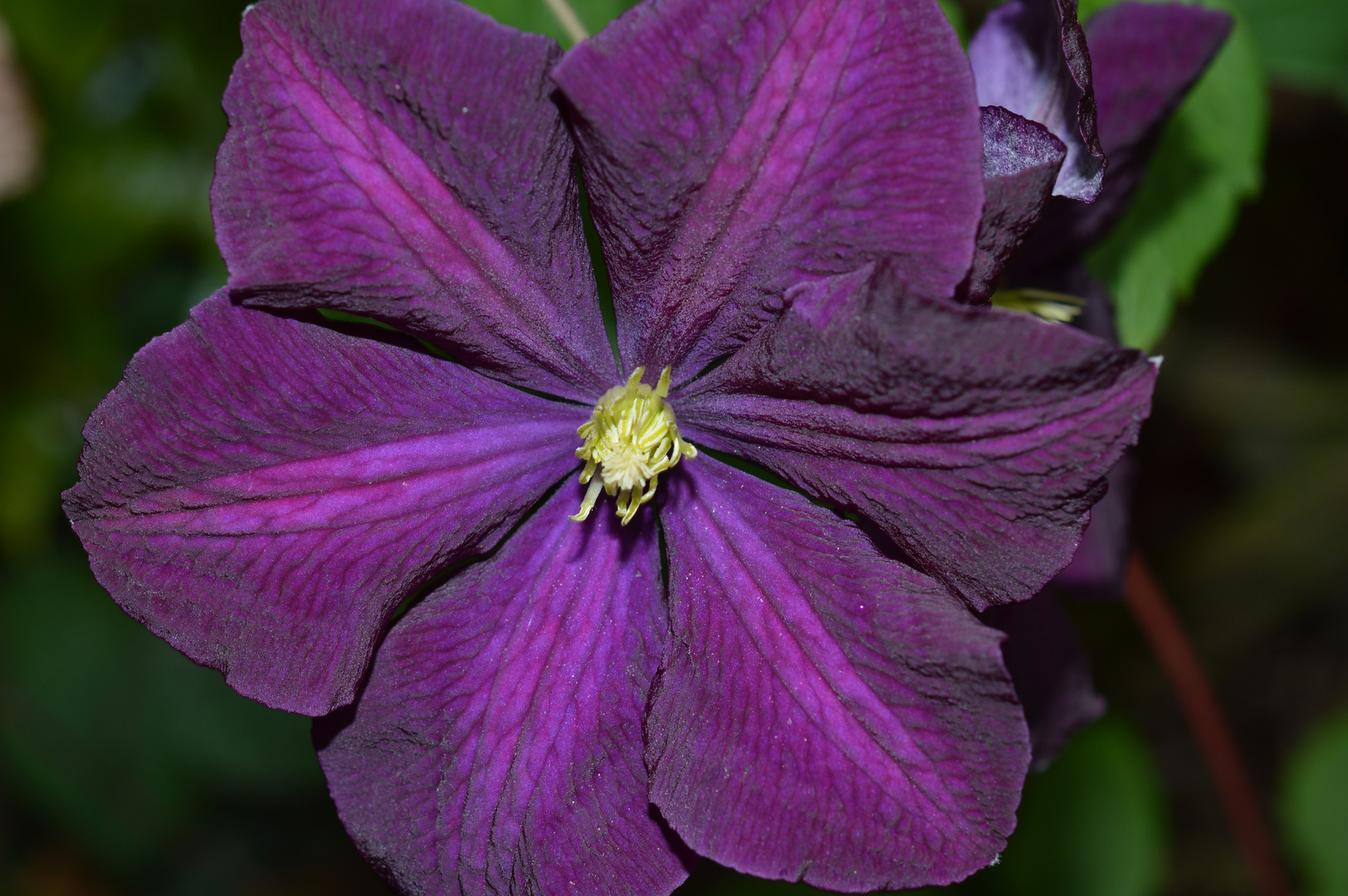 Clematis