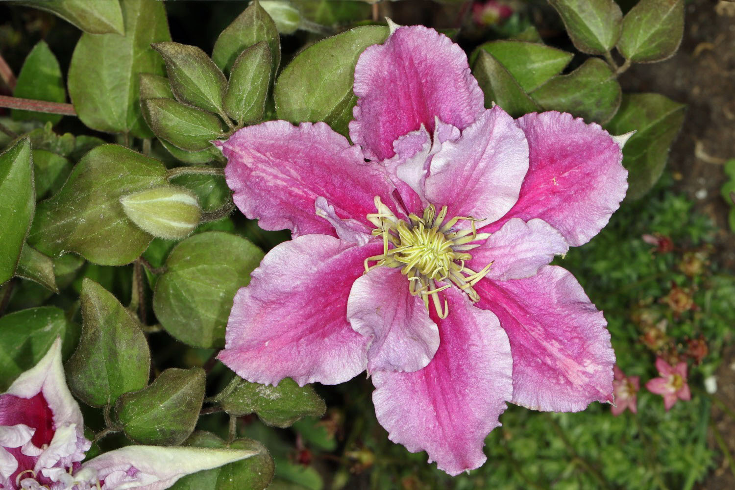 Clematis