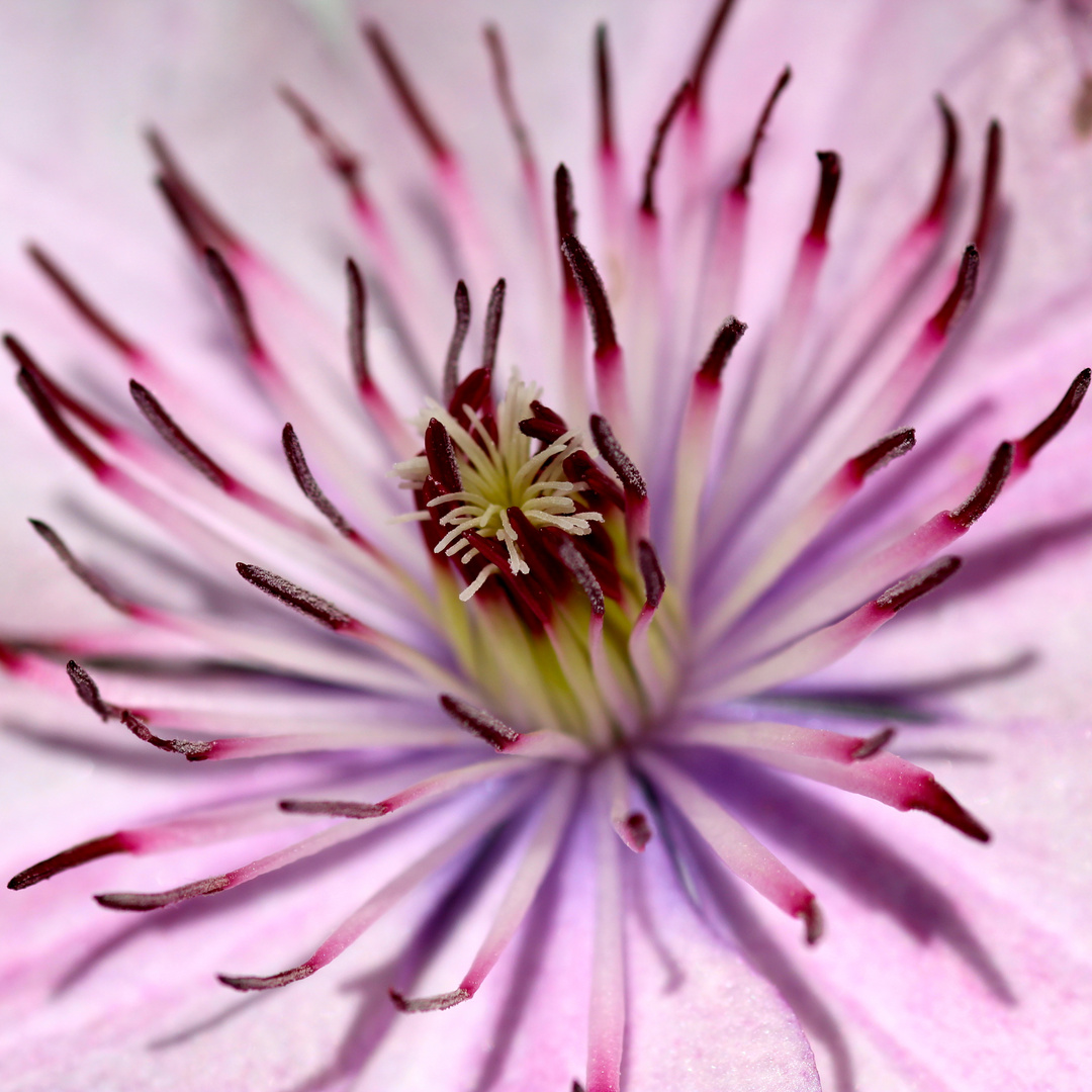 Clematis