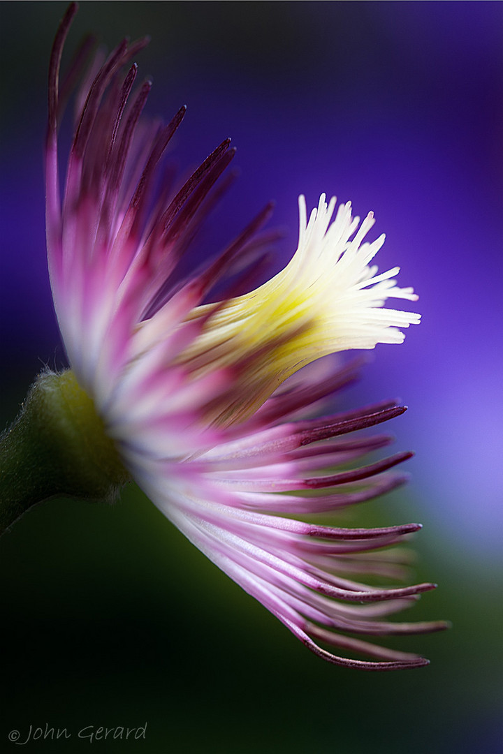 Clematis