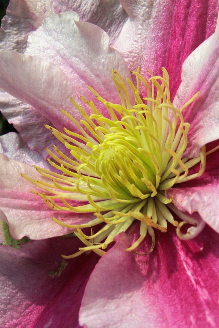 Clematis