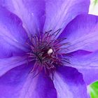 .Clematis..