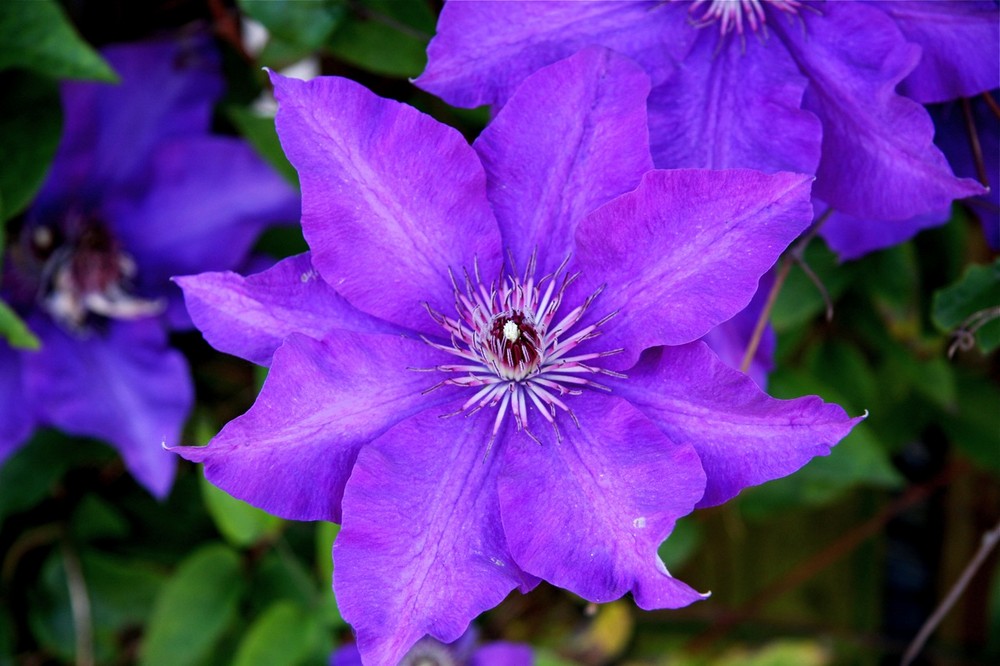 Clematis