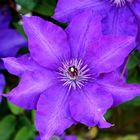 Clematis