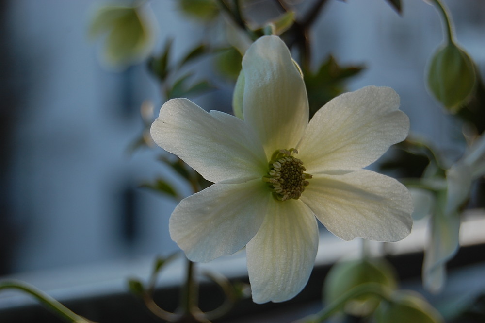 Clematis