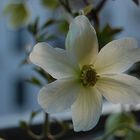 Clematis