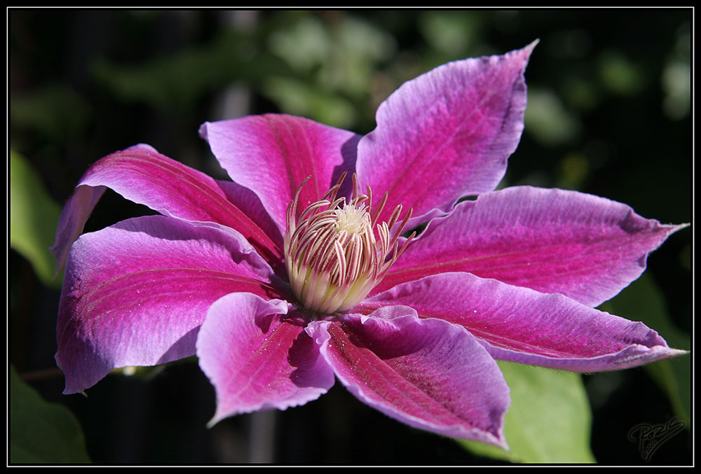 .::.: Clematis :.::.